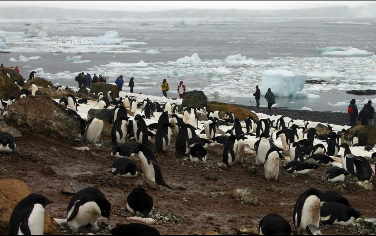 Grandes e inusuales cantidades de hielo forzaron a los pingüinos a viajar más lejos para buscar comida y poder alimentar a sus crías. AP / ARCHIVO