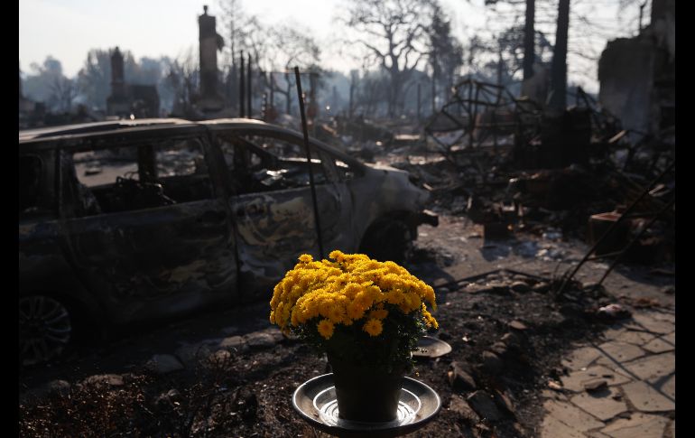 Flores frescas colocadas en el vecindario Coffey Park de Santa Rosa, California, tras un incendio forestal.  Once mil bomberos siguen combatiendo quince grandes incendios en el estado. AP/J. C. Hong