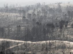 Una sequía prolongada y temperaturas de más de 30 grados centígrados (86Âº F) a mediados de octubre han alimentado los incendios. EFE / P. Cunha