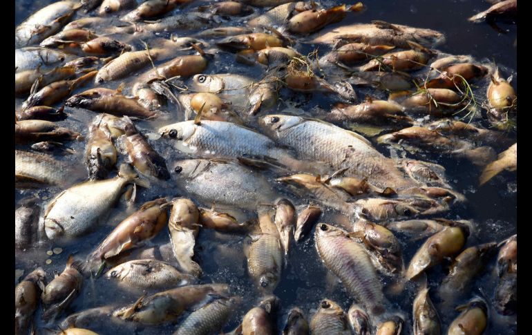 También se analizan posibles intervenciones en las fábricas e industrias existentes y determinar si tuvieron responsabilidad en la muerte de los peces. EFE/A. Cristaldo