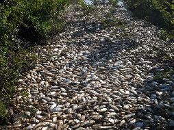 Fotogalería: Miles de peces aparecen muertos en río de Paraguay