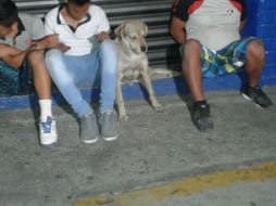 El Ministerio Público determinó que los sujetos quedarán en libertad tras pagar los daños ocasionados. ESPECIAL /