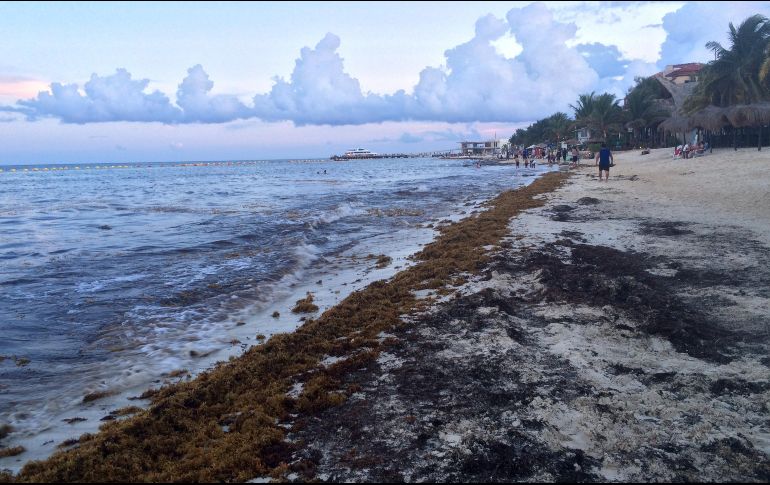 El objetivo es proteger los entornos naturales, pues las colillas de cigarros contienen sustancias que sueltan sustancias como cadmio, plomo, arsénico y ácidos que envenenan las aguas y las especies que habitan en ellas. NTX / ARCHIVO