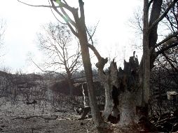Unos 2 mil 700 bomberos se encontraban en los bosques para prevenir la aparición de nuevos focos. EFE/ C. García