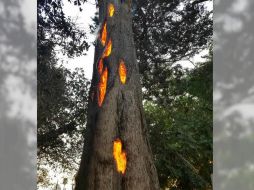 “Definitivamente no había visto nada como esto antes”, dijo Matthew. FACEBOOK/Matty Mcdermott