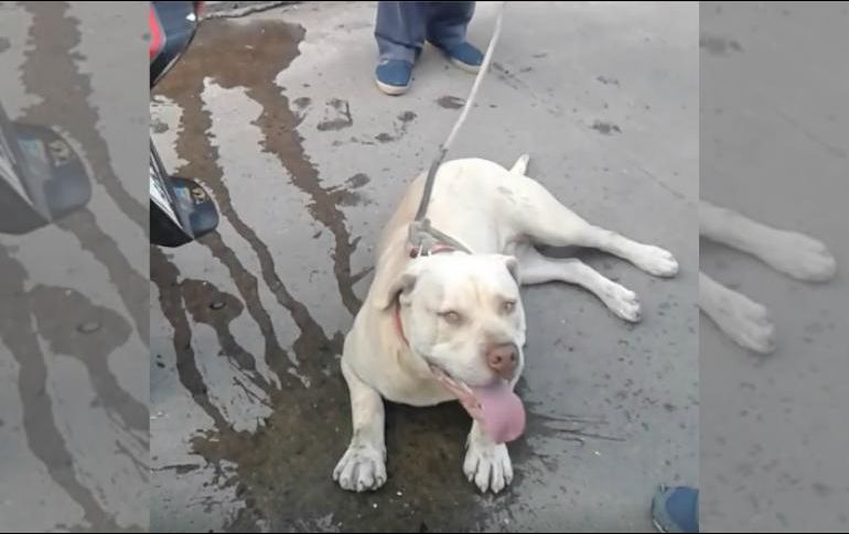 El perro tenía las patas quemadas por la fricción con el asfalto. Facebook / Joeel Navarro