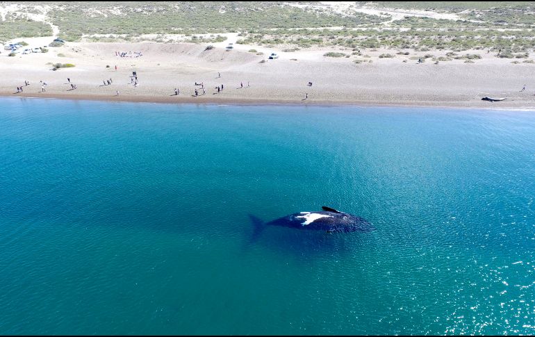 La ensenada de El Doradillo, en la costa atlántica argentina, es uno de los pocos lugares en el planeta donde las ballenas se pueden ver desde la orilla. AP/M. Jonas