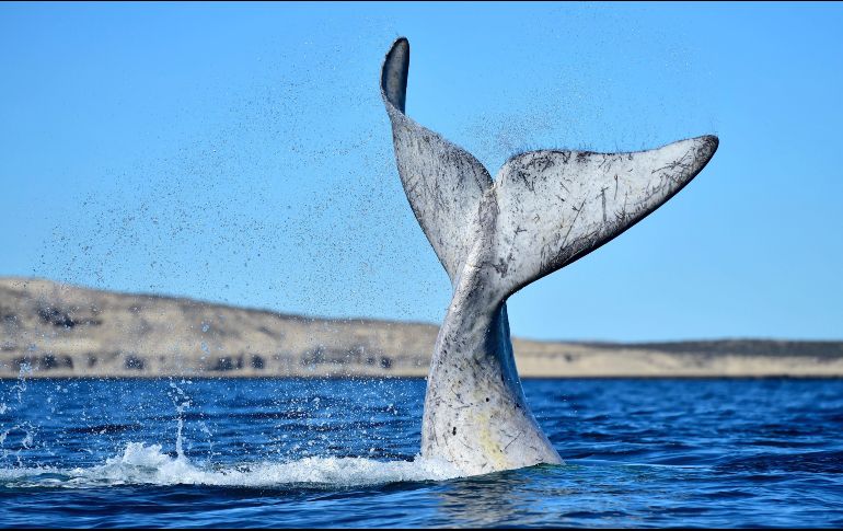 El Doradillo se localiza en la costa del Golfo Nuevo, en la provincia de Chubut. AP/M. Jonas