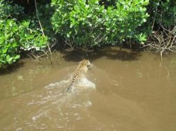 Es la primera filmación de esta especie zambulléndose en el río captada dentro de esta Área Natural Protegida. ESPECIAL / Conanp
