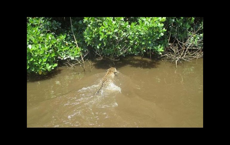 Es la primera filmación de esta especie zambulléndose en el río captada dentro de esta Área Natural Protegida. ESPECIAL / Conanp