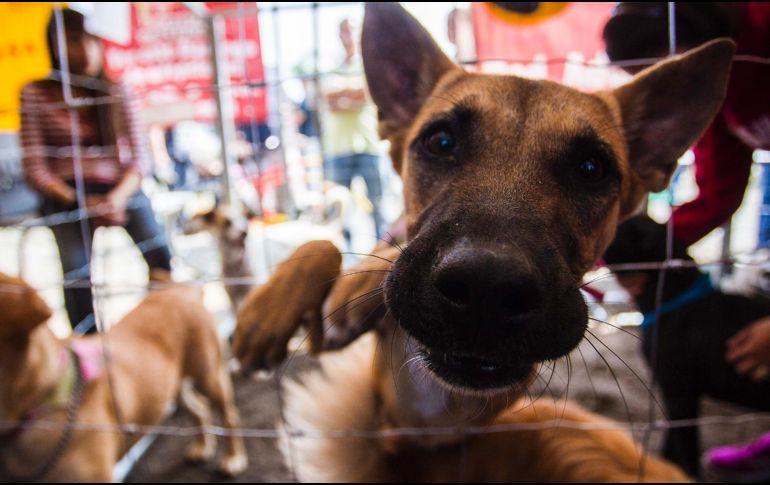 En el lugar, ubicado en el kilómetro 30 de la carretera federal a Cuernavaca, también se recibe donaciones de alimento para canes. EL INFORMADOR / ARCHIVO