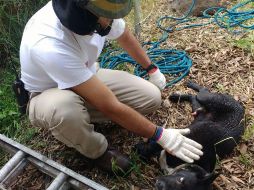 Luego de realizar las maniobras y con ayuda de poleas, el perro pudo quedar libre. ESPECIAL/ Bomberos de Guadalajara