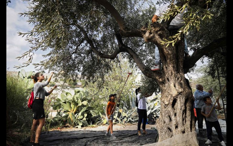 Un grupo de visitantes cortan aceitunas de un olivo milenario ubicado en la Ermita Franciscana del Getsemaní en Tierra Santa. AFP / T. Coex
