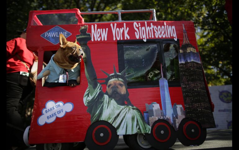 Más de 500 animales participaron con divertidos disfraces en el desfile de mascotas previo a Halloween en Nueva York. AFP / Getty Images / E. Munoz