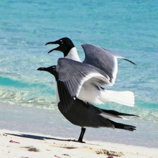 "Velocidad es... velocidad es estar ahí"