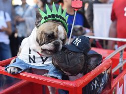 Fotogalería: Perros celebran Halloween en NY