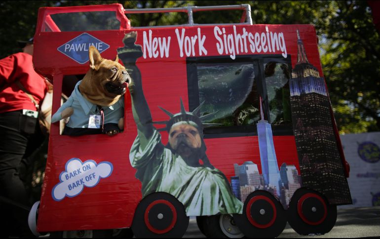 Más de 500 animales usan disfraces para uno de los mayores eventos de Halloween en Estados Unidos. AFP/E. Muñoz