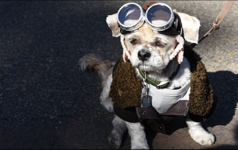 Un can luce “coqueto” con sus googles. AFP/T. Clary