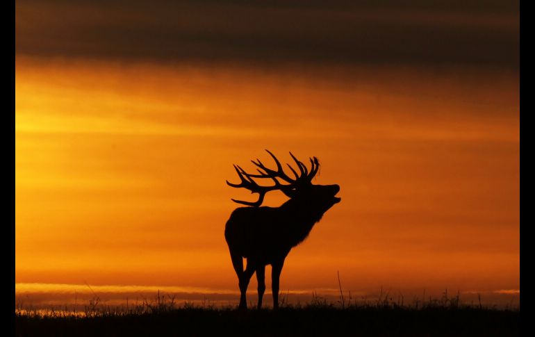 Un ciervo brama al atardecer cerca del poblado bielorruso de Gorodilovichi. AFP/S. Gapon