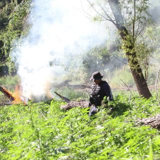 Destruyen en Jalisco más de 27 mil plantas de mariguana