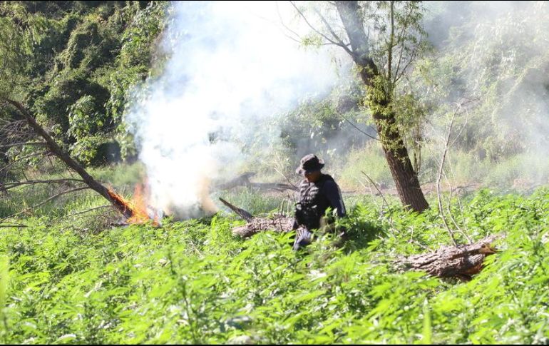 En estos lugares se recabaron muestras representativas, que fueron puestas a disposición del Ministerio Público de la Federación. EL INFORMADOR / ARCHIVO