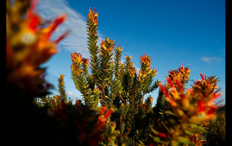 Vista de las flores Mimetes Cucullatus Fynbos en Ciudad del Cabo, Sudáfrica. Se trata de una vegetación única que representa el 80% del Reino Floral del Cabo y no se encuentra en ninguna otra parte de la tierra. EFE/N. Bothma