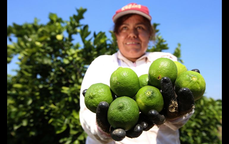 Una mujer trabaja en la cosecha de limón persa en la población de San Martín Hidalgo, Jalisco. EFE/U. Ruiz