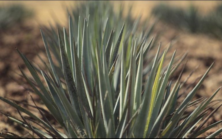 Durante 2016 se consumieron 43 millones de plantas de agave para producir 273 millones de litros de tequila. EL INFORMADOR / ARCHIVO