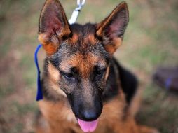 En invierno los perros y gatos tienden a volverse perezosos y por ello se recomienda jugar con ellos y sacarlos a pasear en un horario que no haga tanto frío. AFP / ARCHIVO