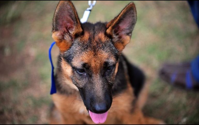 En invierno los perros y gatos tienden a volverse perezosos y por ello se recomienda jugar con ellos y sacarlos a pasear en un horario que no haga tanto frío. AFP / ARCHIVO