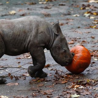 Celebran nacimiento de rinoceronte en zoológico checo