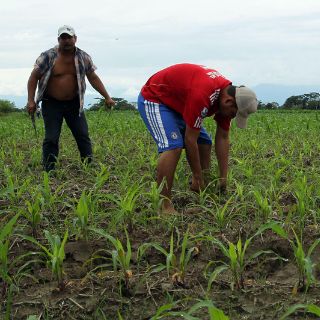 México y Alemania inician agenda de cooperación en materia agropecuaria