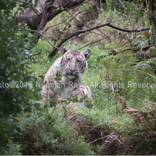 Captan primeras imágenes de singular 'tigre pálido' en India