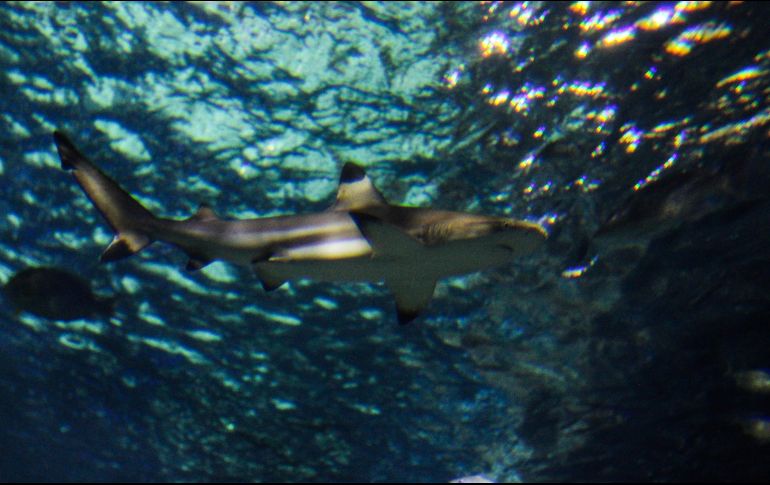 El convivio con tiburones en el agua costará 399 pesos para tres personas. EL INFORMADOR/G. Gallo