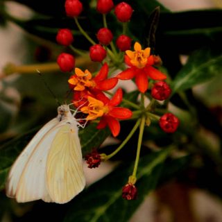 Crean maestría para fabricar medicamentos con plantas