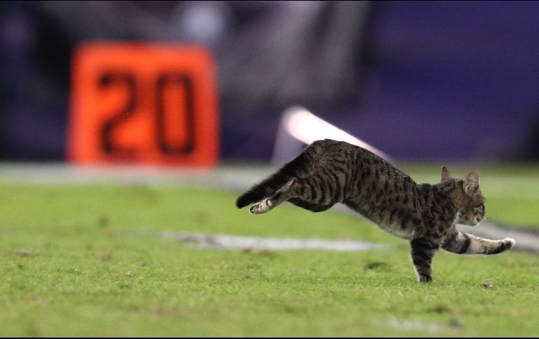La entrada del felino entretuvo a Romo, que confesó estar aburrido durante el encuentro entre Ravens y Dolphins. AFP/P. Smith