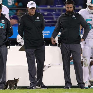 Adoptan a gato que interrumpió partido de la NFL