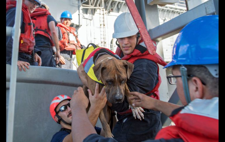 Zeus es uno de los perros que acompañaron a las mujeres durante el naufragio. AP / U.S. Navy