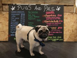 Cientos de londinenses acuden a cafés y bares donde sus pug pueden disfrutar de una golosina, favoreciendo la obesidad en sus caninos. AFP/D. Leal-Olivas