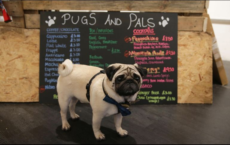 Cientos de londinenses acuden a cafés y bares donde sus pug pueden disfrutar de una golosina, favoreciendo la obesidad en sus caninos. AFP/D. Leal-Olivas