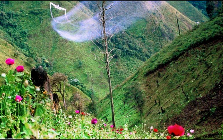 Se estima que con esas intervenciones, la Policía Federal frenó la producción de más de 735 kilos de heroína pura. AFP / ARCHIVO