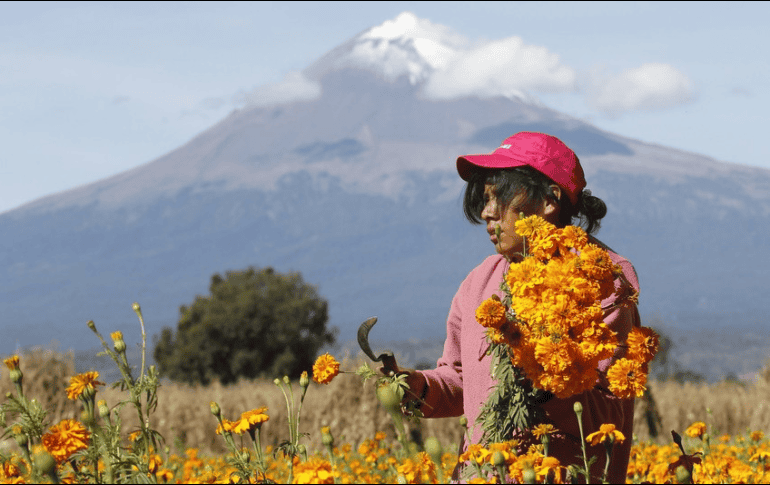 El hermoso campo de cempasúchiles, y el volcán de Popocatépetl en la parte de atrás. NTX/ARCHIVO