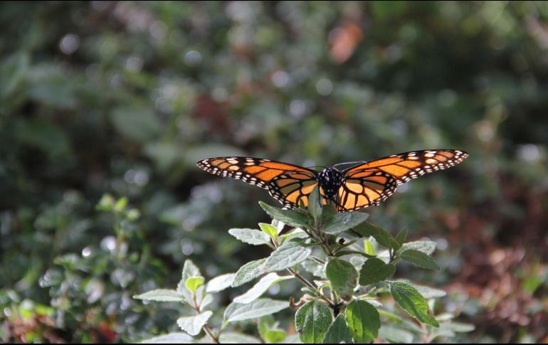 Como cada año, las mariposas llegron puntuales a la celebración de Día de Muertos. NTX/ ARCHIVO