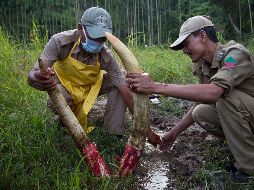 El mundo en imágenes del 2 de noviembre de 2017