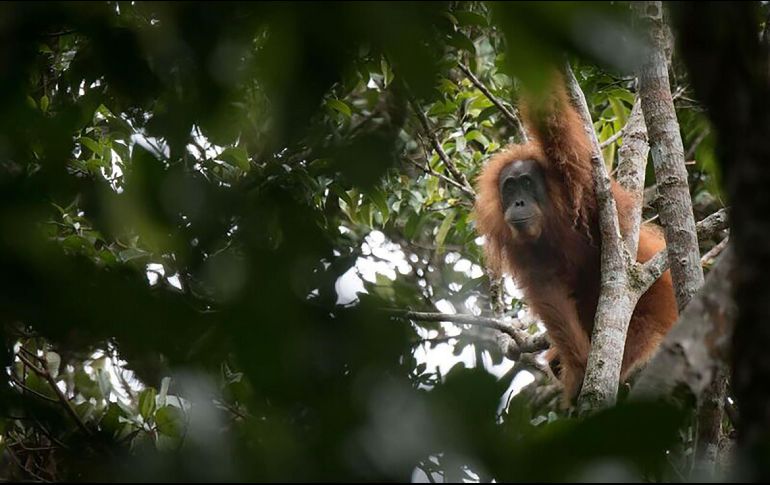 La nueva especie ha sido nombrada como 