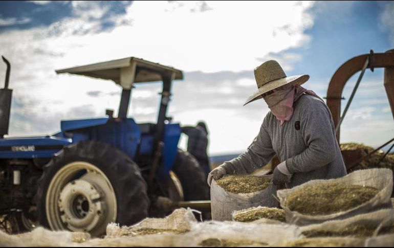 El indicador coincidente refleja el estado general de la economía, mientras que el adelantado busca señalar anticipadamente los puntos de giro del indicador coincidente. EL INFORMADOR / ARCHIVO