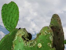 Según el legislador, el cultivo del nopal y su industrialización tienen el potencial de contribuir al sector alimenticio y reactivar la economía rural. NTX / ARCHIVO