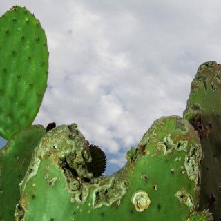 Diputado propone establecer Día del Nopal el 18 de septiembre