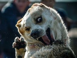 El mundo en imágenes del 5 de noviembre de 2017