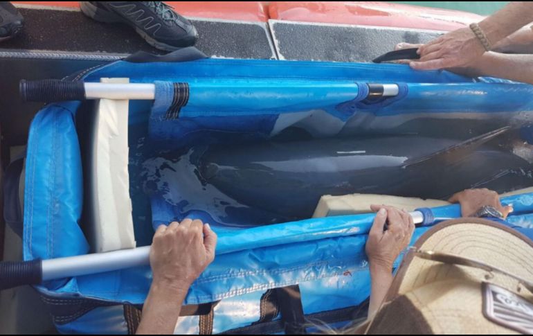 La vaquita fue trasladada a un redil flotante semanas después de que los investigadores liberaron a una cría que era demasiado joven para sobrevivir sin su madre a finales de octubre. TWITTER / @RafaelPacchiano